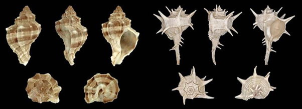 Hexaplex trunculus à gauche. Bolinus brandaris à droite. Crédits : Llez